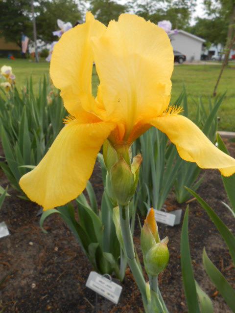 Photo of Tall Bearded Iris (Iris 'Goldbeater') uploaded by crowrita1