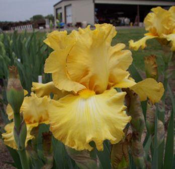 Photo of Tall Bearded Iris (Iris 'Eggnog') uploaded by joyfulirises