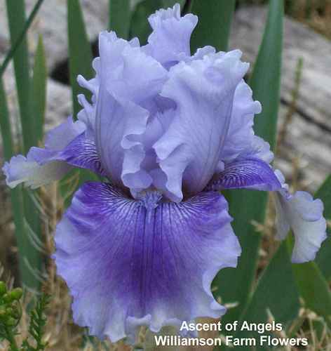 Photo of Tall Bearded Iris (Iris 'Ascent of Angels') uploaded by Calif_Sue