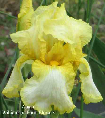 Photo of Tall Bearded Iris (Iris 'Amain') uploaded by Calif_Sue