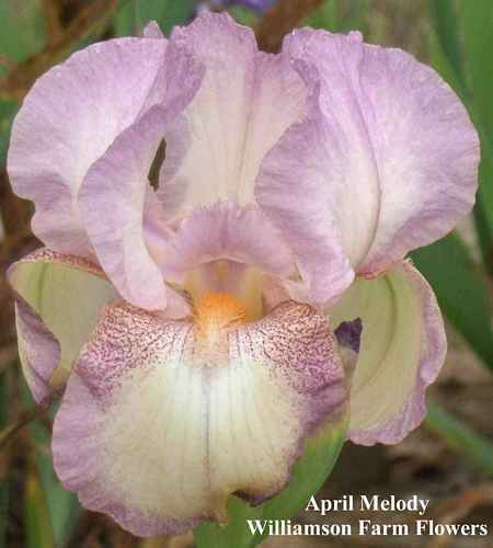 Photo of Tall Bearded Iris (Iris 'April Melody') uploaded by Calif_Sue