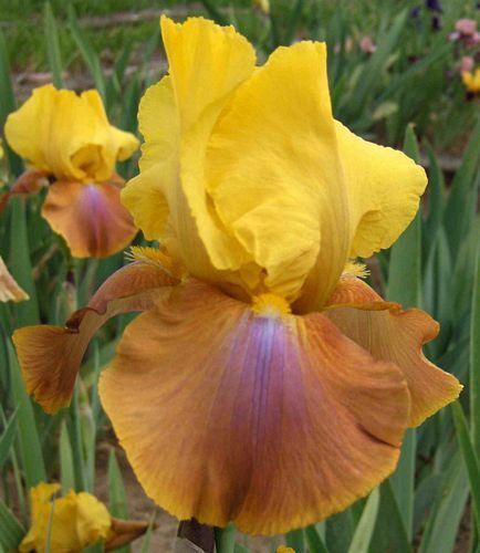 Photo of Tall Bearded Iris (Iris 'Ada Marie') uploaded by Calif_Sue