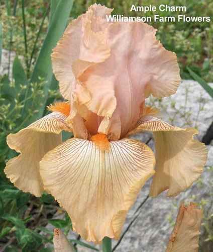 Photo of Tall Bearded Iris (Iris 'Ample Charm') uploaded by Calif_Sue