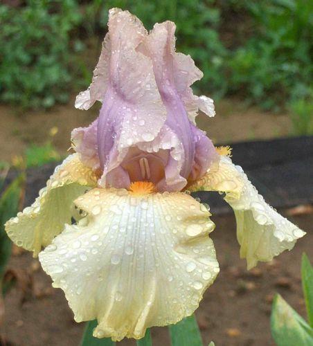Photo of Tall Bearded Iris (Iris 'After the Dawn') uploaded by Calif_Sue
