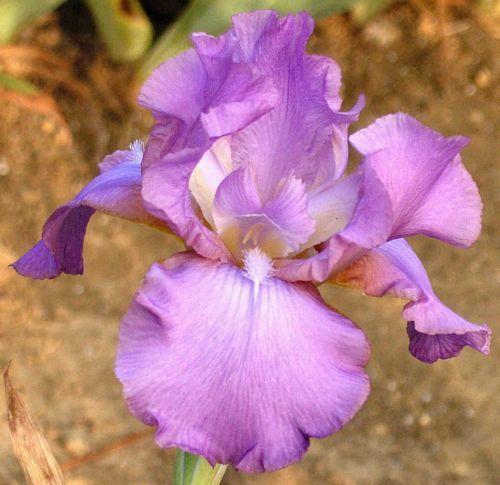 Photo of Tall Bearded Iris (Iris 'Amethyst Flame') uploaded by Calif_Sue