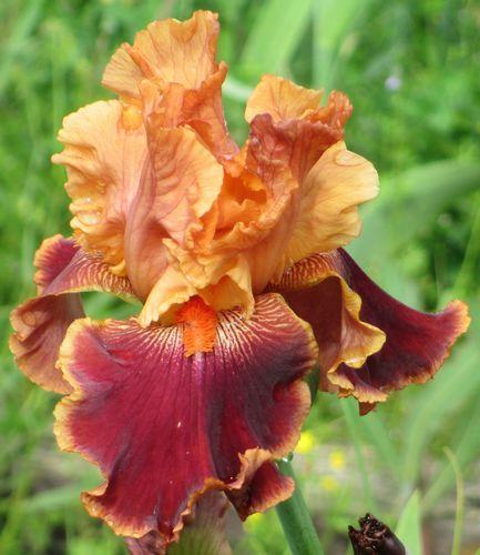 Photo of Tall Bearded Iris (Iris 'Autumn Harvest') uploaded by Calif_Sue