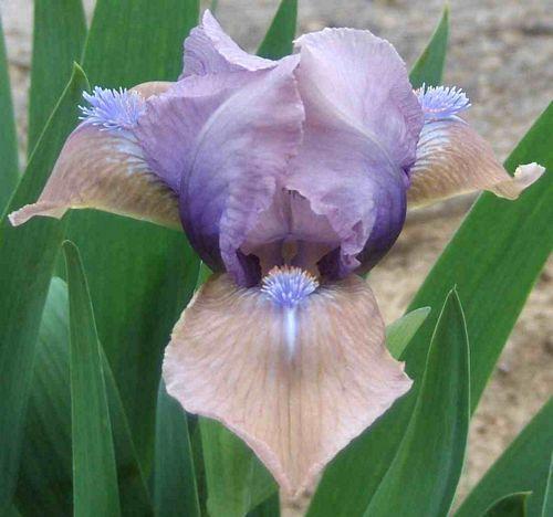 Photo of Standard Dwarf Bearded Iris (Iris 'Alene's Other Love') uploaded by Calif_Sue