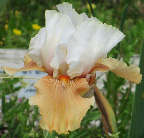 Photo of Tall Bearded Iris (Iris 'Amber Snow') uploaded by Calif_Sue