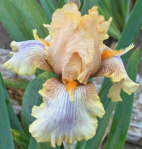 Photo of Tall Bearded Iris (Iris 'Artistic Touch') uploaded by Calif_Sue