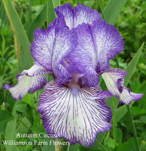 Photo of Tall Bearded Iris (Iris 'Autumn Circus') uploaded by Calif_Sue