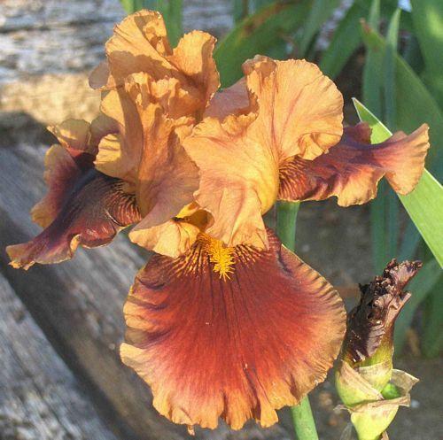 Photo of Tall Bearded Iris (Iris 'Apollodorus') uploaded by Calif_Sue