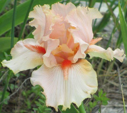 Photo of Tall Bearded Iris (Iris 'April Jewel') uploaded by Calif_Sue