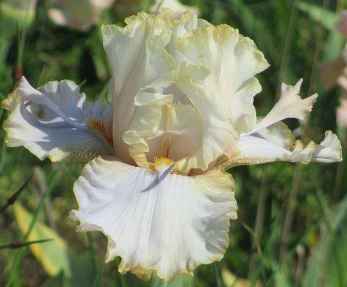 Photo of Tall Bearded Iris (Iris 'Air Up There') uploaded by Calif_Sue