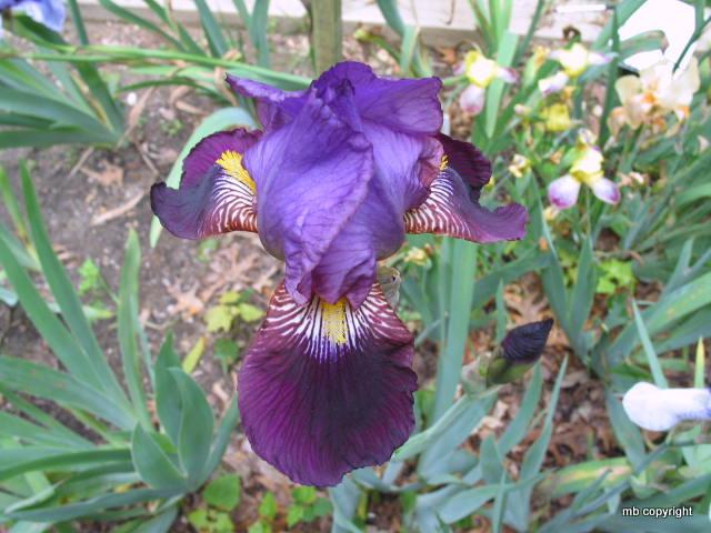 Photo of Tall Bearded Iris (Iris 'Morning Splendor') uploaded by MargieNY