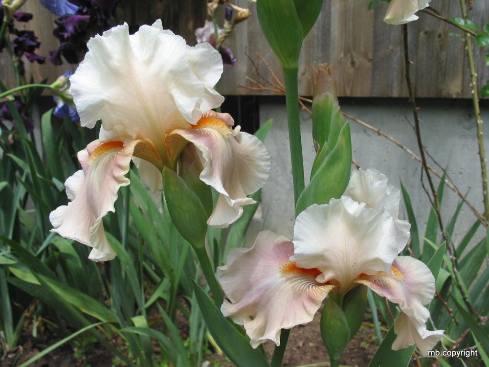 Photo of Tall Bearded Iris (Iris 'Going Home') uploaded by MargieNY