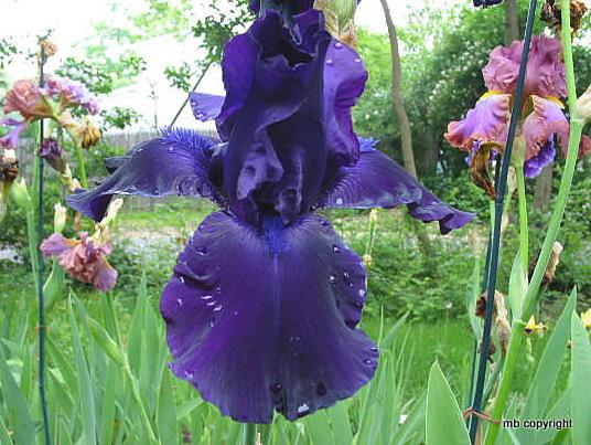 Photo of Tall Bearded Iris (Iris 'Night Owl') uploaded by MargieNY