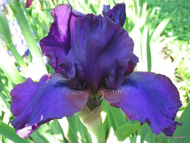 Photo of Tall Bearded Iris (Iris 'Prince of Pirates') uploaded by MargieNY