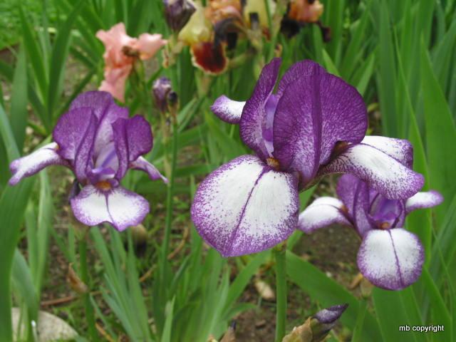 Photo of Miniature Tall Bearded Iris (Iris 'Cherry') uploaded by MargieNY