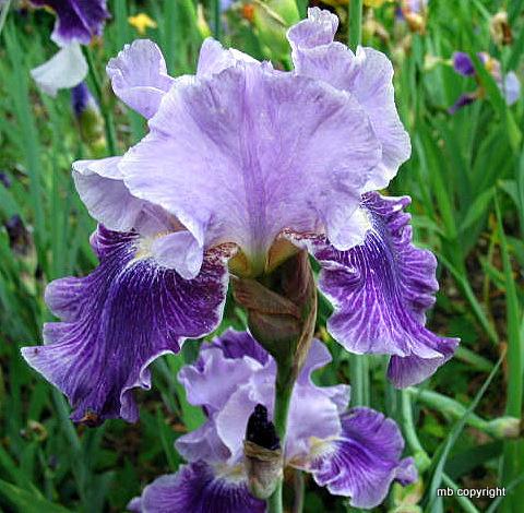 Photo of Tall Bearded Iris (Iris 'Mind Reader') uploaded by MargieNY
