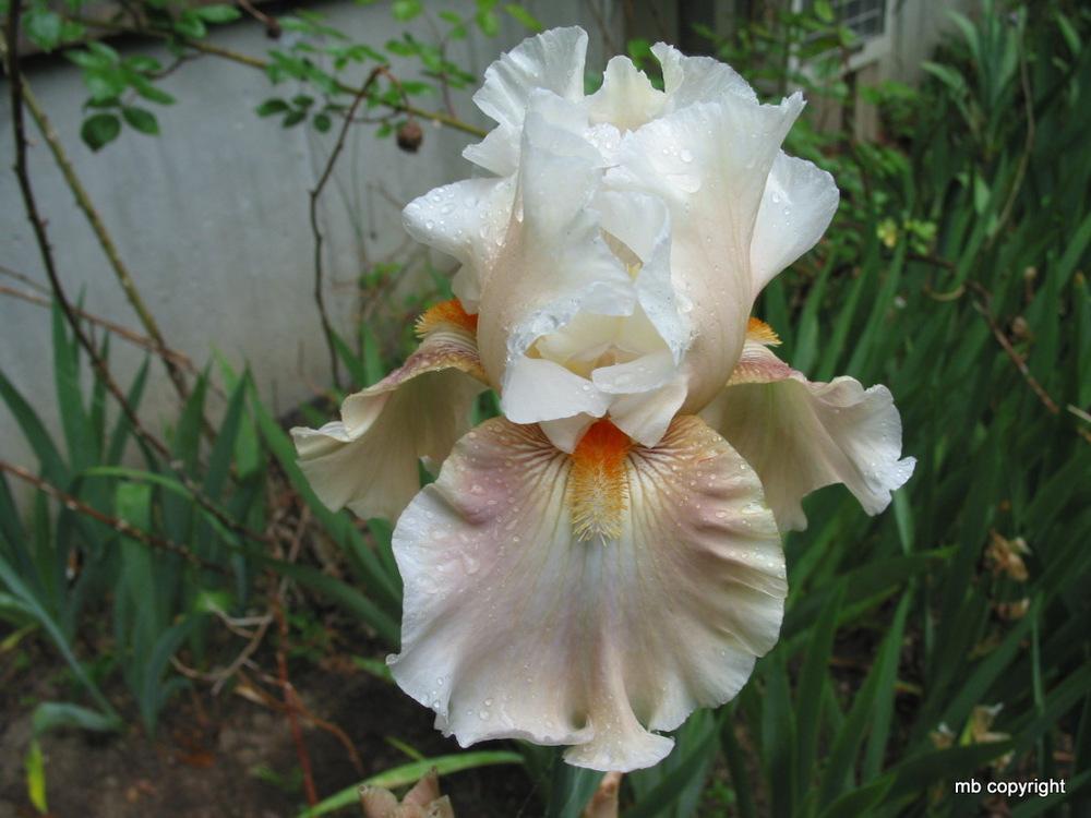 Photo of Tall Bearded Iris (Iris 'Going Home') uploaded by MargieNY