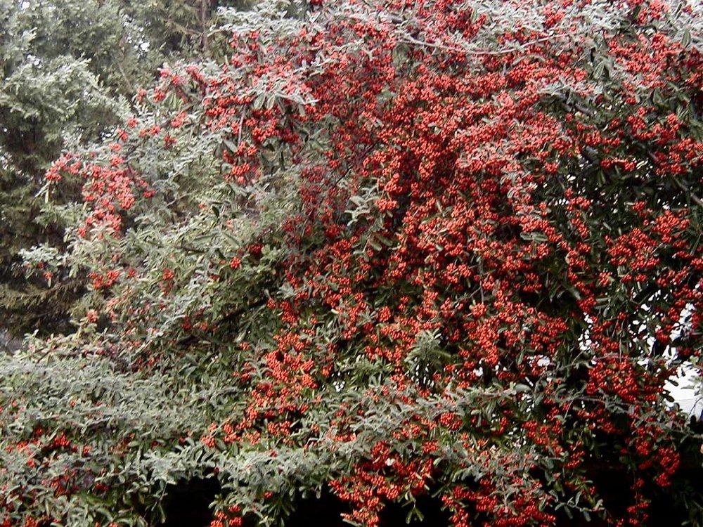 Photo of Cotoneaster uploaded by RoseBlush1
