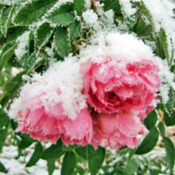 Location: My Gardens
Date: November 6, 2010
Blooms In Early Snow