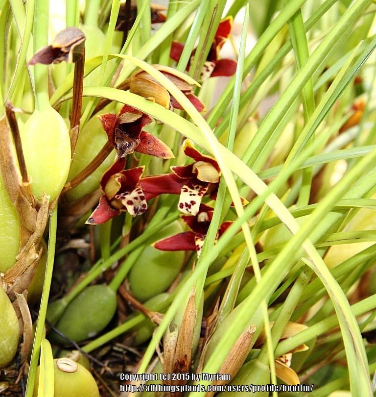 Photo of Coconut Orchid (Maxillaria tenuifolia) uploaded by bonitin