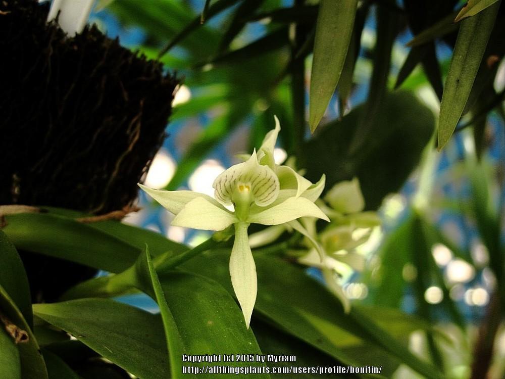 Photo of Clamshell Orchid (Prosthechea fragrans) uploaded by bonitin