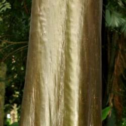 Location: Botanical Garden, Rio de Janeiro, Brazil
Date: 2015-02-07
Remarkable bark, very smooth and shiny, with the colour of bronze