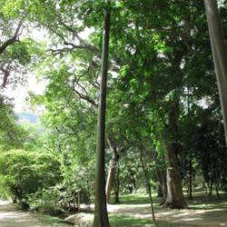Location: Botanical Garden, Rio de Janeiro, Brazil
Date: 2015-02-07