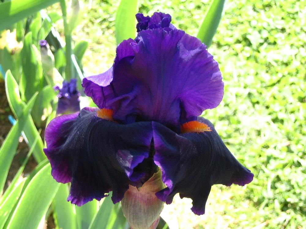 Photo of Tall Bearded Iris (Iris 'Local Color') uploaded by janielouy