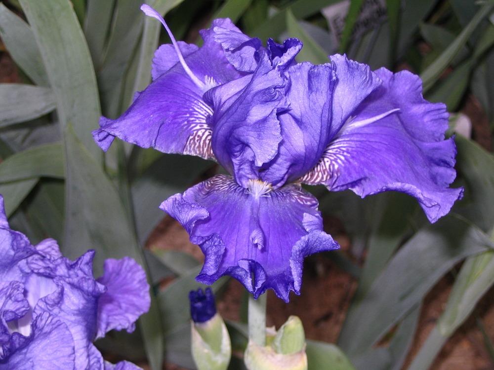Photo of Tall Bearded Iris (Iris 'Aaron's Rod') uploaded by janielouy