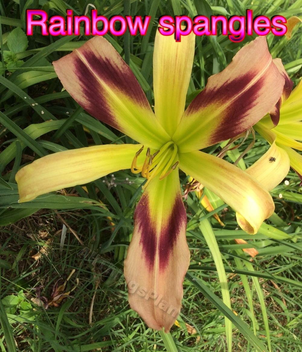 Photo of Daylily (Hemerocallis 'Rainbow Spangles') uploaded by kidfishing