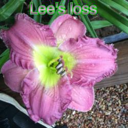 Location: Jones OK,
Date: June 2014
Lee's Loss