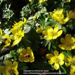 Location: Howick Hall garden, Northumberland, UK
Date: 2014-02-22
A very valuable plant for early bees