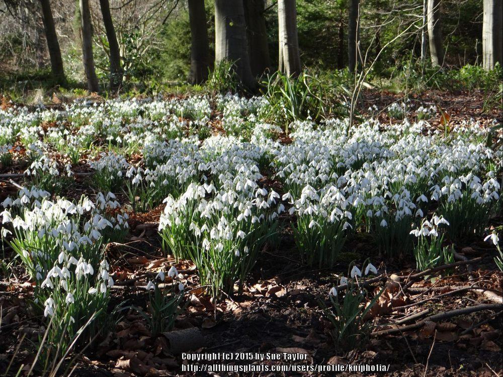 Photo of Snowdrop (Galanthus nivalis) uploaded by kniphofia