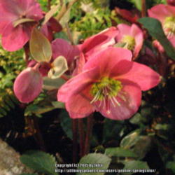 Location: Western Washington at the NW Flower and Garden Show 2015
Date: 2015-02-13