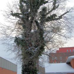 Location:  
Date: 2010-02-14
This evergreen vine should never be allowed to cover a tree howev