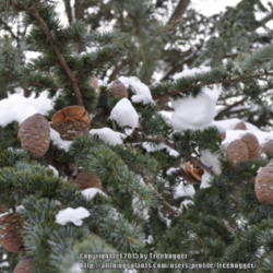 
Date: 2011-02-01
You rarely see the cones of this tree because they shatter on the