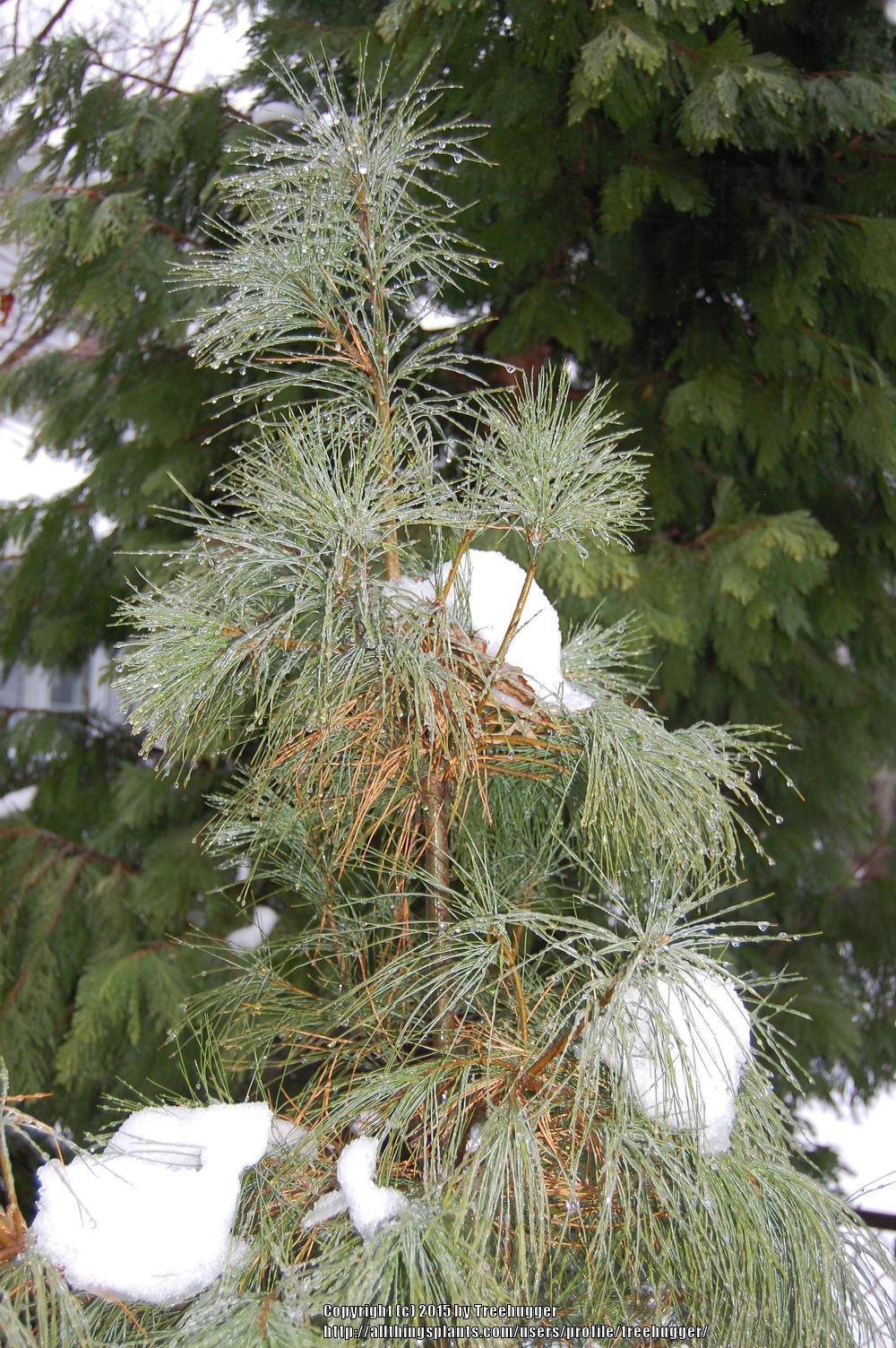 Photo of Eastern White Pine (Pinus strobus) uploaded by treehugger