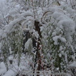 Location: My garden in N E Pa. 
Date: 2009-12-05
This shrub was trained as a standard and looks great with snow.