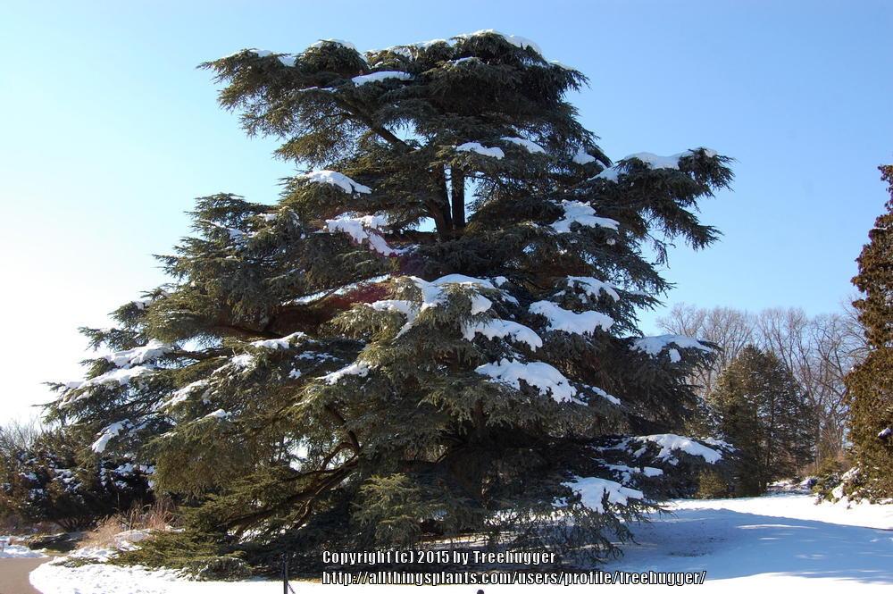 Photo of Atlas Cedar (Cedrus atlantica) uploaded by treehugger