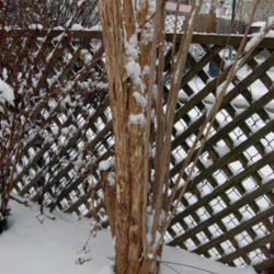 Location: My garden in N E Pa. 
Date: 2009-02-16
A light colored, peeling bark for winter interest.
