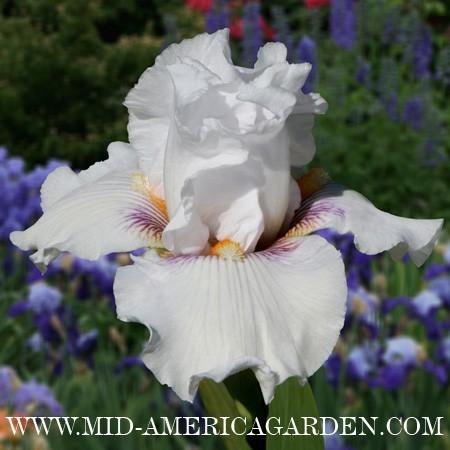 Photo of Tall Bearded Iris (Iris 'Wish List') uploaded by Calif_Sue
