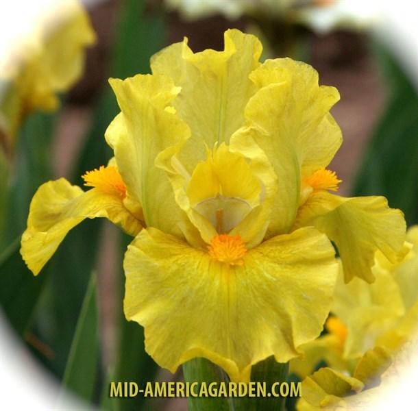 Photo of Standard Dwarf Bearded Iris (Iris 'Spring Is Here') uploaded by Calif_Sue