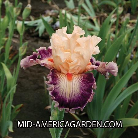 Photo of Tall Bearded Iris (Iris 'Uninhibited') uploaded by Calif_Sue