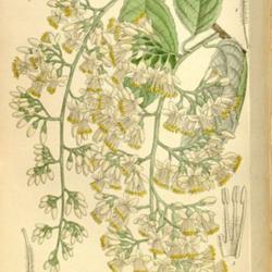
1910 Curtis's Botanical Magazine, London., vol. 136