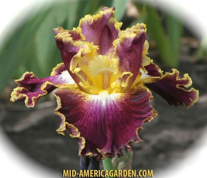 Photo of Tall Bearded Iris (Iris 'Affair To Remember') uploaded by Calif_Sue