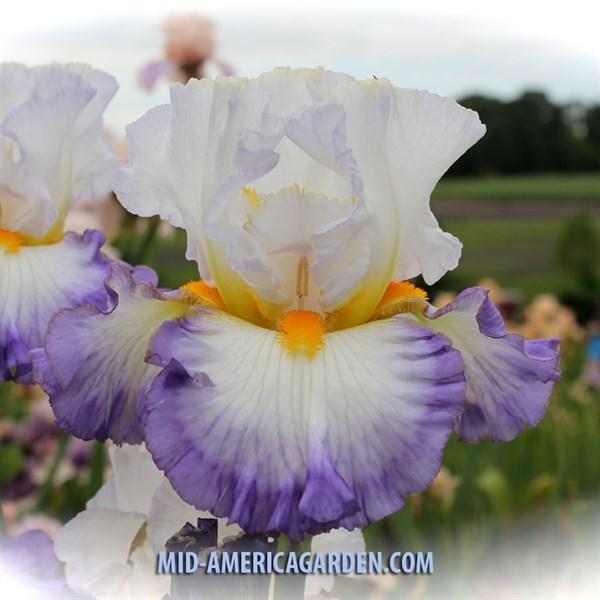 Photo of Tall Bearded Iris (Iris 'Watercolor Print') uploaded by Calif_Sue