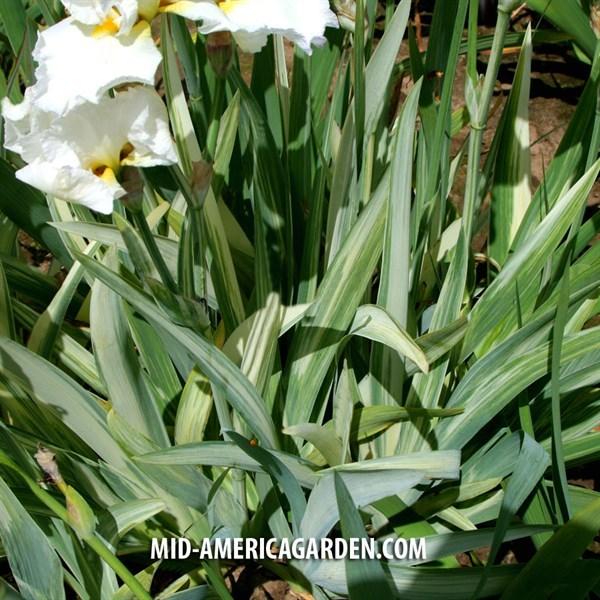 Photo of Tall Bearded Iris (Iris 'Leprechaun's Trick') uploaded by Calif_Sue
